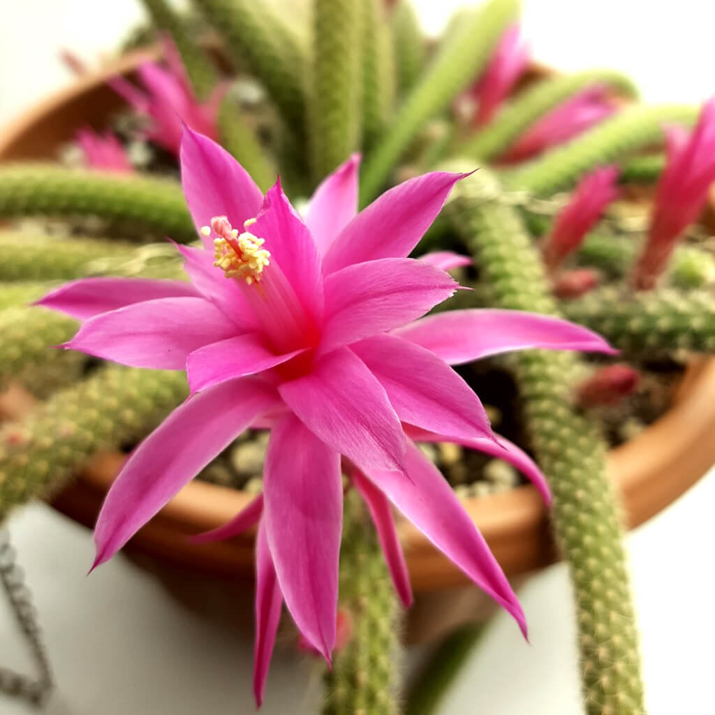 Aporocactus flagelliformis - Rat Tail Cactus