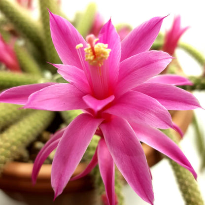 Aporocactus flagelliformis - Rat Tail Cactus