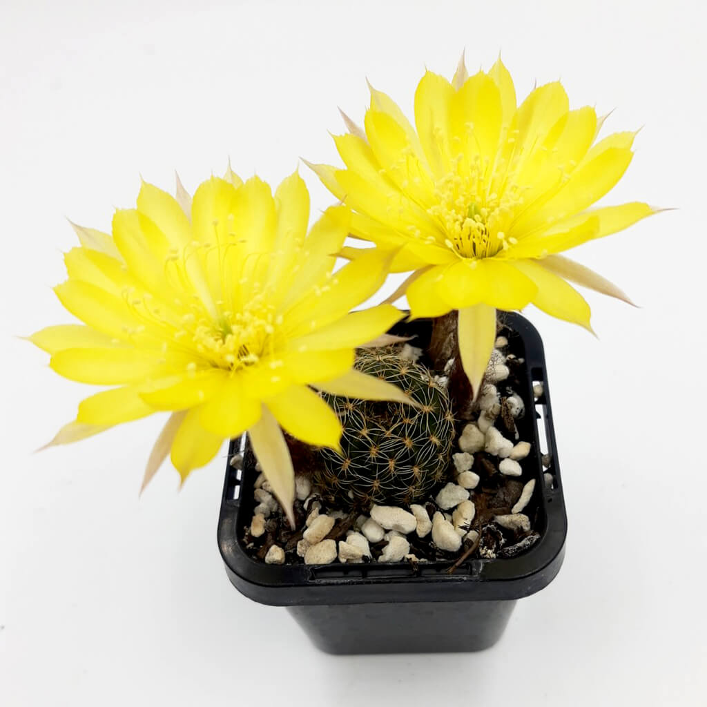 Lobivia arachnacantha (Yellow Form) syn Echinopsis ancistophora