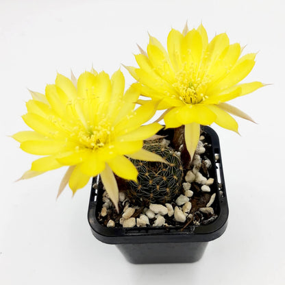 Lobivia arachnacantha (Yellow Form) syn Echinopsis ancistophora