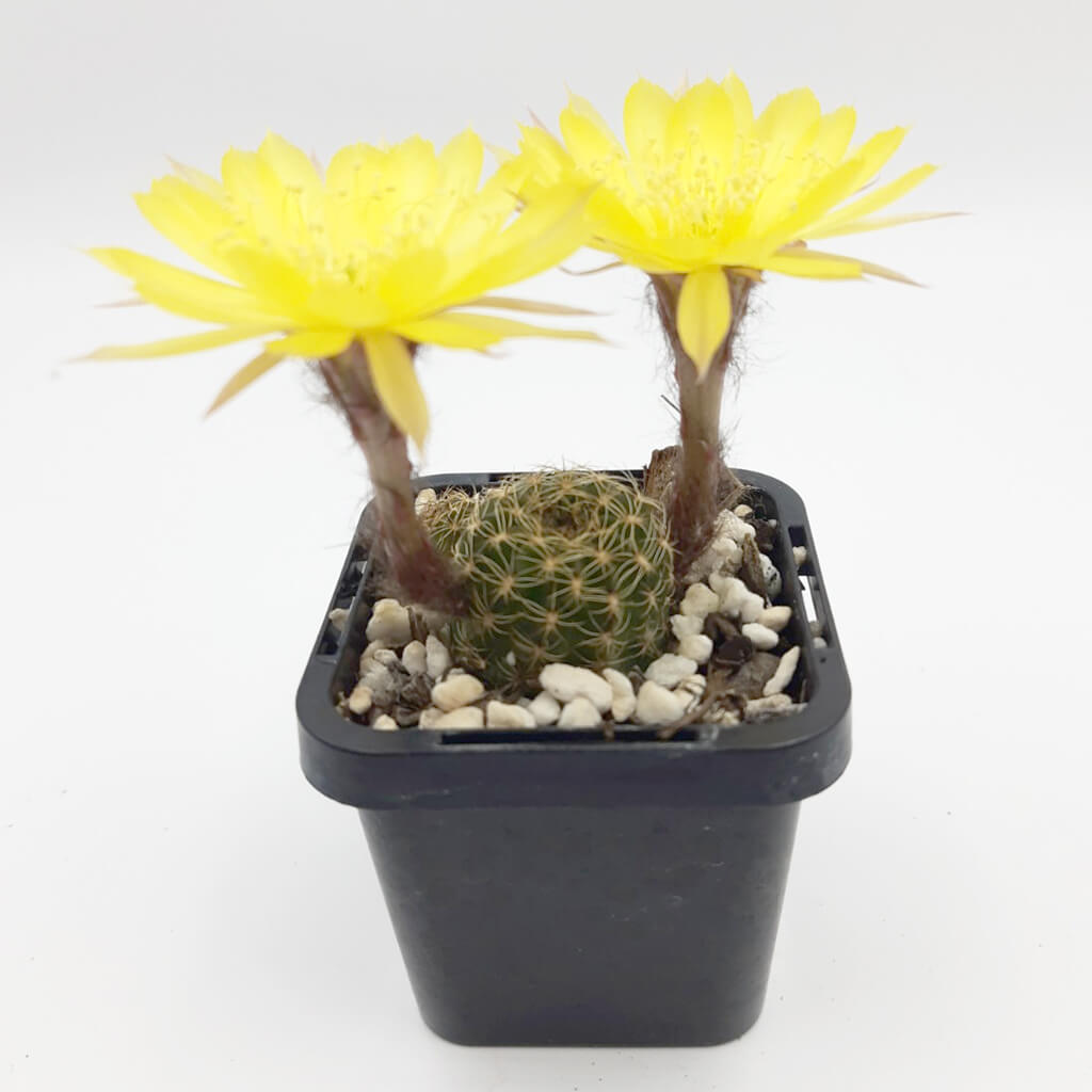 Lobivia arachnacantha (Yellow Form) syn Echinopsis ancistophora