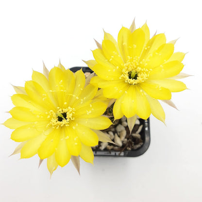 Lobivia arachnacantha (Yellow Form) syn Echinopsis ancistophora