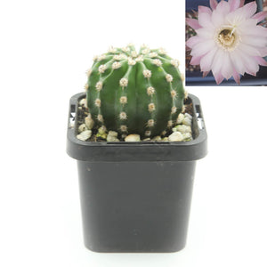 Echinopsis eyriesii - Easter Lily Cactus