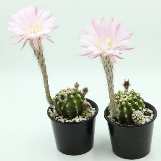 Echinopsis eyriesii - Easter Lily Cactus