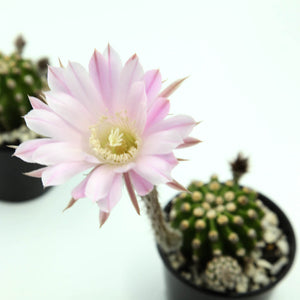 Echinopsis eyriesii - Easter Lily Cactus