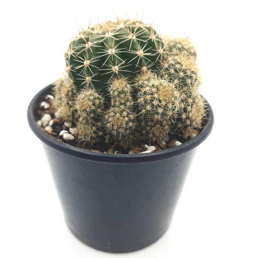 Echinopsis Hybrid Petite (Pink)