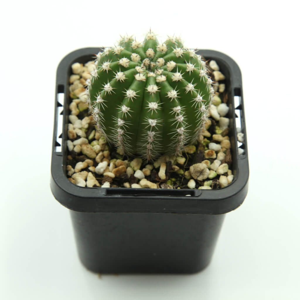 Echinopsis Schick hybrid (Pink)