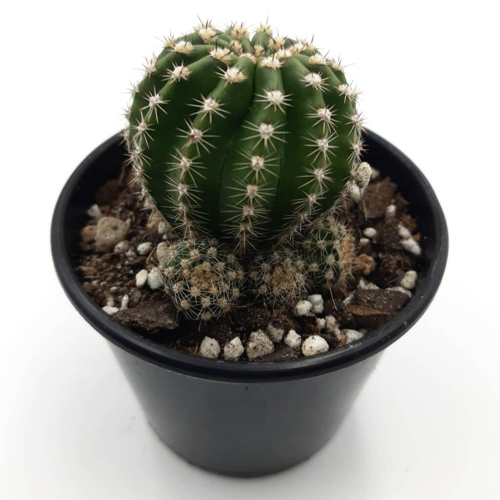 Echinopsis Schick hybrid (Pink)