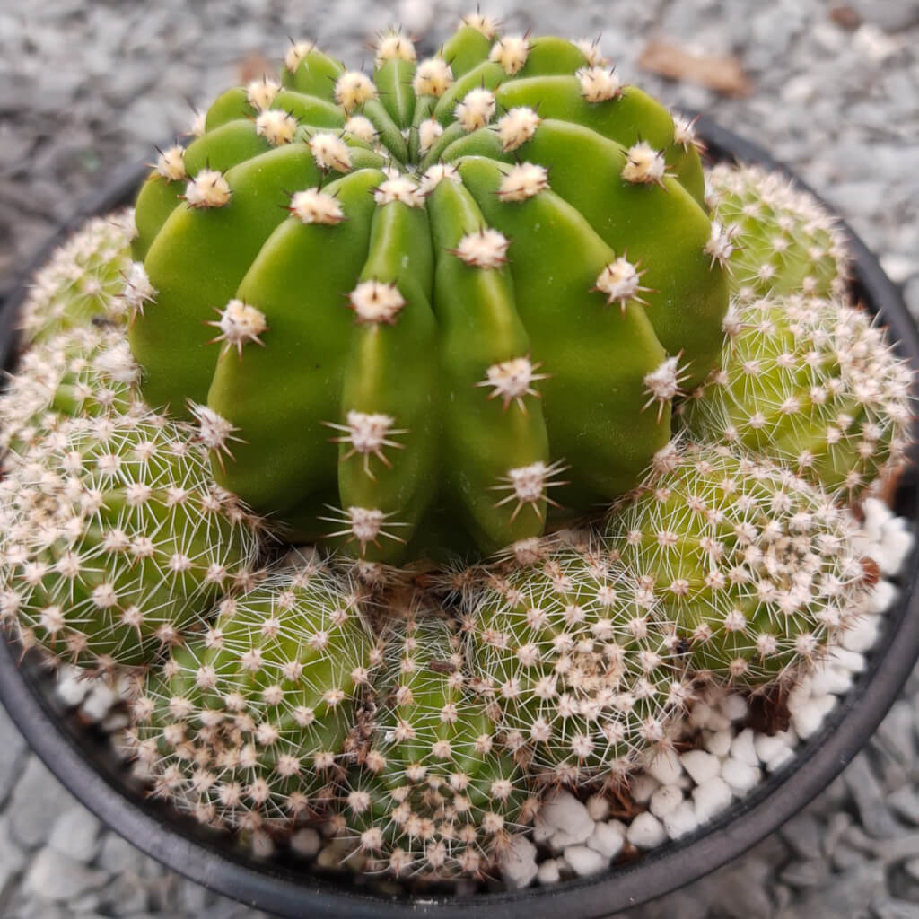 Echinopsis Schick hybrid (Pink)