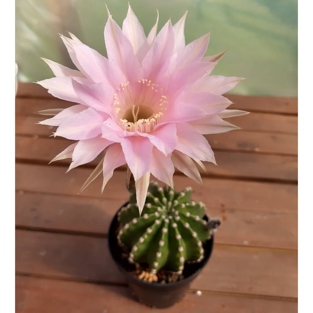 Echinopsis Schick hybrid (Pink)