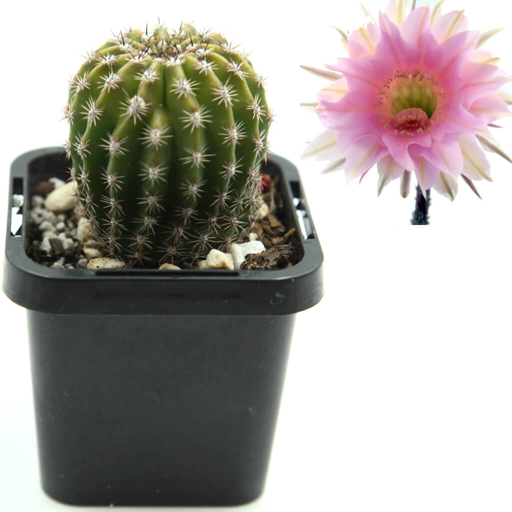 Echinopsis Schick hybrid (Pink)