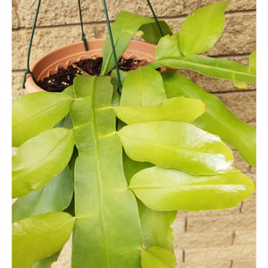 Epiphyllum oxypetalum - Queen of the Night Cactus