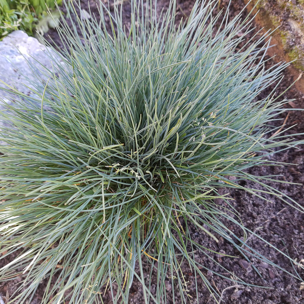 Festuca glauca - Blue Fescue Grass