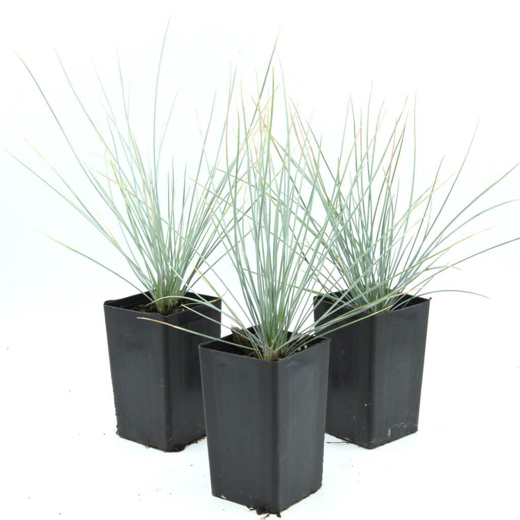 Festuca glauca - Blue Fescue Grass