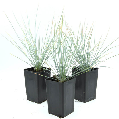 Festuca glauca - Blue Fescue Grass