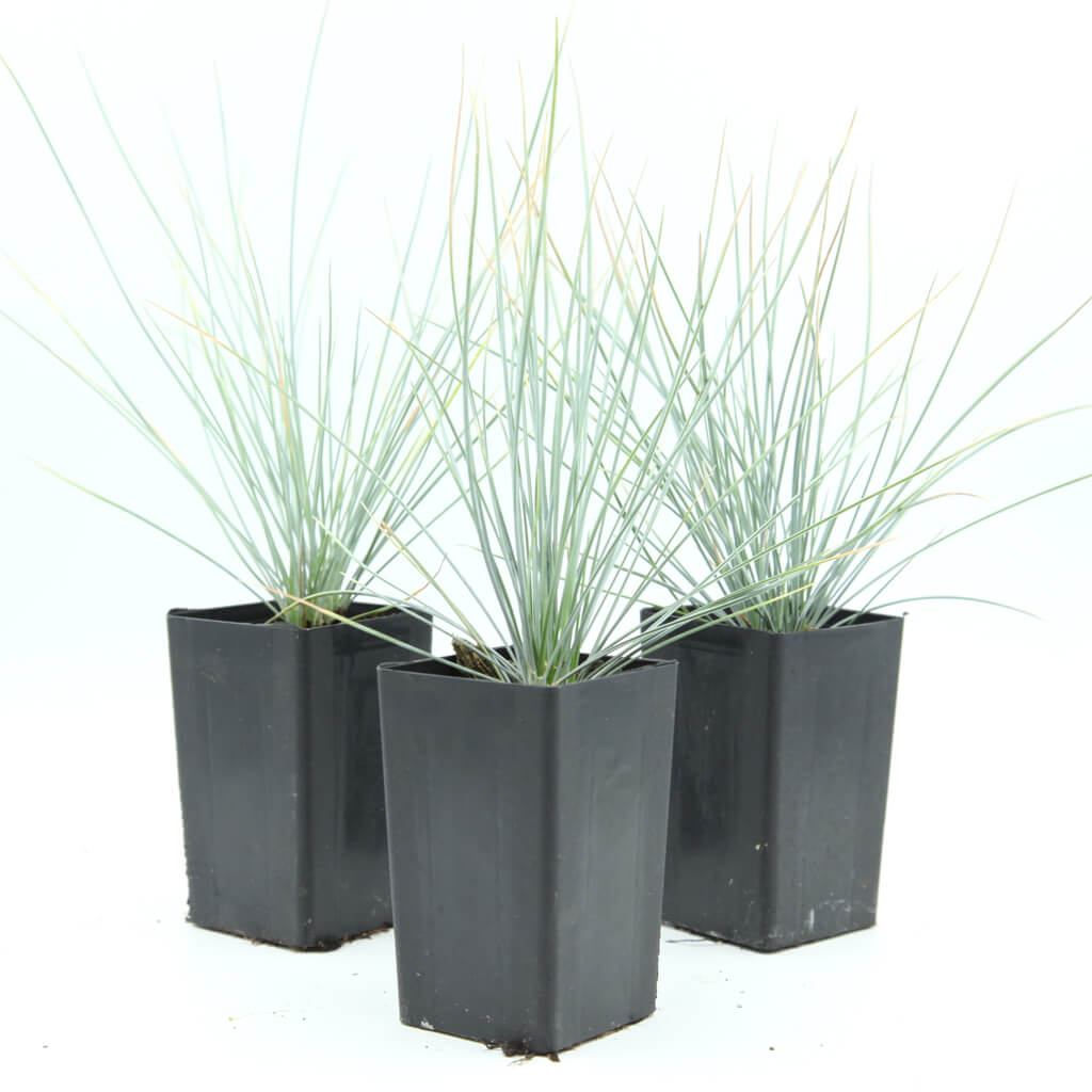 Festuca glauca - Blue Fescue Grass