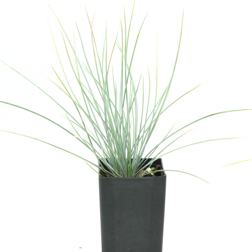 Festuca glauca - Blue Fescue Grass