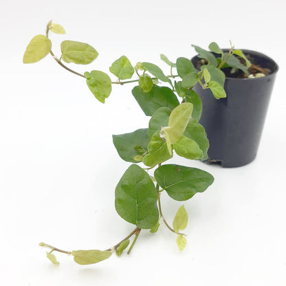 Ficus pumila - Creeping Fig