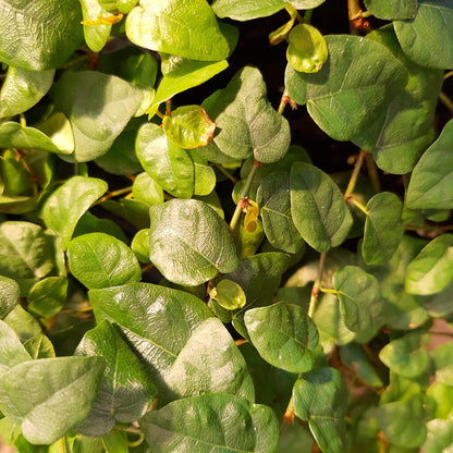 Ficus pumila - Creeping Fig