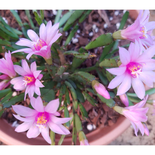 Rhipsalidopsis rosea - Rose Easter Cactus