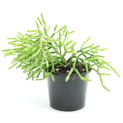 Hatiora salicornioides - Dancing Bones Cactus