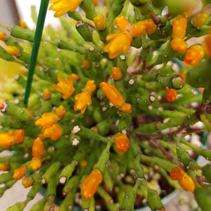 Hatiora salicornioides - Dancing Bones Cactus