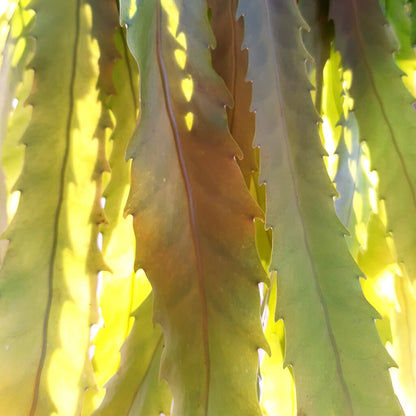 Lepismium houlletianum - Snowdrop Cactus