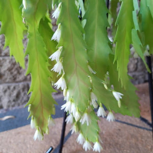 Lepismium houlletianum - Snowdrop Cactus