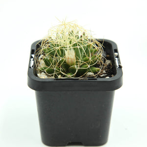 Mammillaria decipiens subs. camptotricha cv. Marnier-Lapostollei - Bird's Nest Cactus