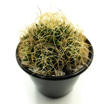 Mammillaria decipiens subs. camptotricha cv. Marnier-Lapostollei - Bird's Nest Cactus