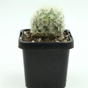 Mammillaria carmenae - Carmen Pincushion Cactus