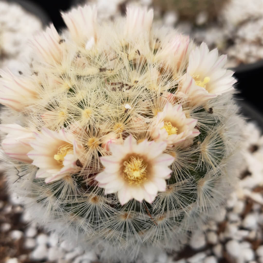 Mammillaria carmenae Carmen Pincushion Cactus Statement Plants