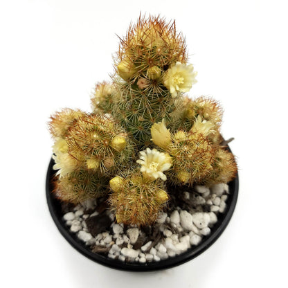 Mammillaria elongata cv. Kopper King