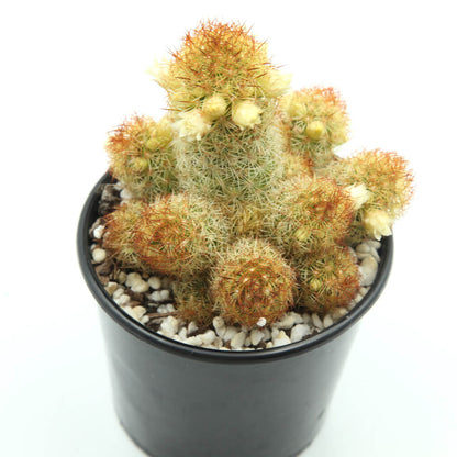 Mammillaria elongata cv. Kopper King