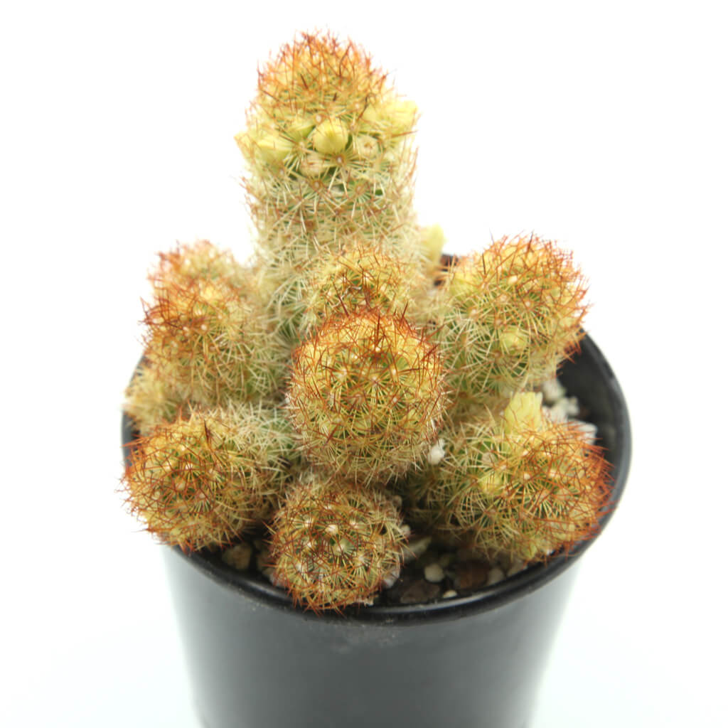 Mammillaria elongata cv. Kopper King