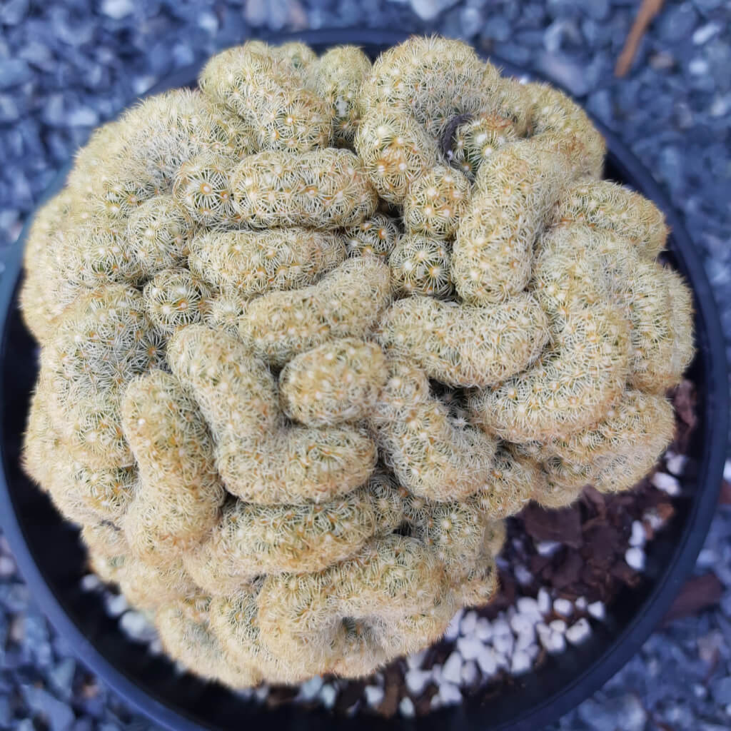 Mammillaria elongata f. cristata (The Brain Cactus) example picture
