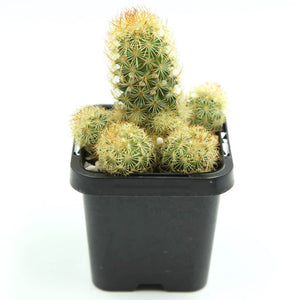 Mammillaria elongata - Ladyfinger Cactus