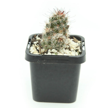 Mammillaria grahamii subs. sheldonii