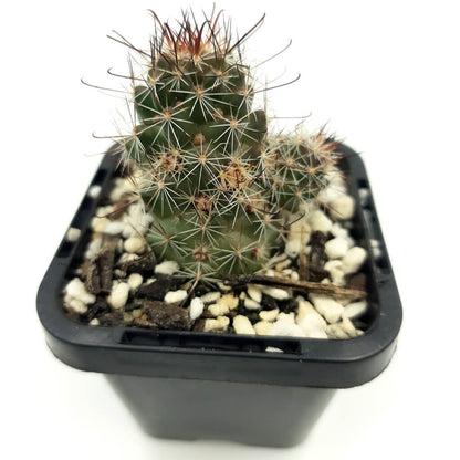 Mammillaria grahamii subs. sheldonii