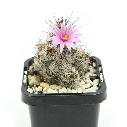 Mammillaria grahamii subs. sheldonii