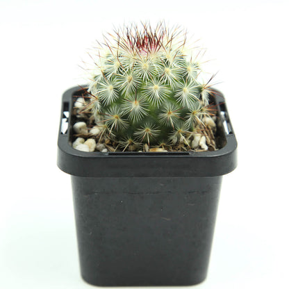 Mammillaria microhelia