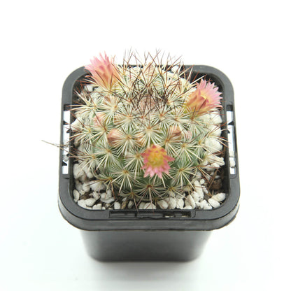 Mammillaria microhelia