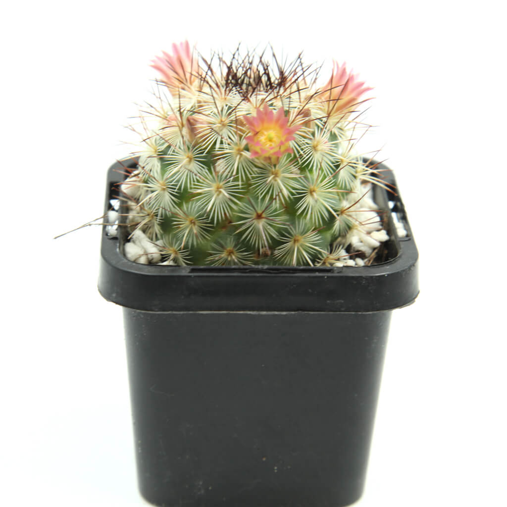 Mammillaria microhelia