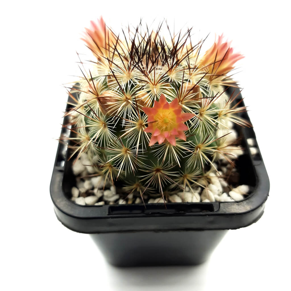 Mammillaria microhelia