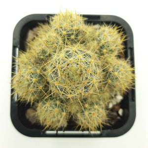 Mammillaria prolifera subsp. texensis - Texas Nipple Cactus