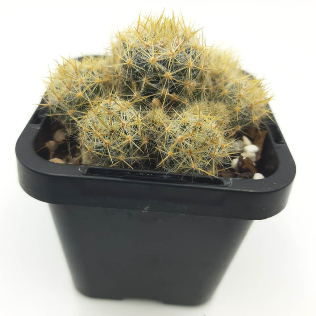 Mammillaria prolifera subsp. texensis - Texas Nipple Cactus