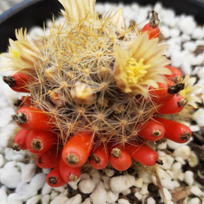 Mammillaria prolifera subsp. texensis - Texas Nipple Cactus