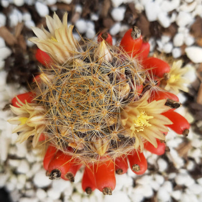 Mammillaria prolifera subsp. texensis - Texas Nipple Cactus