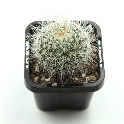 Mammillaria spinosissima - Red Headed Irishman