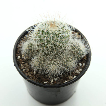 Mammillaria spinosissima - Red Headed Irishman